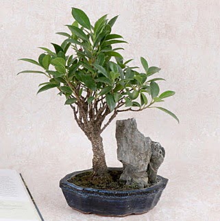 Japon aac Evergreen Ficus Bonsai  Ankara Siteler Aliersoy iek gnder