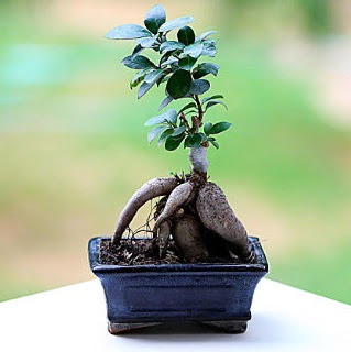 Marvellous Ficus Microcarpa ginseng bonsai  Ankara Siteler nder iek siparii