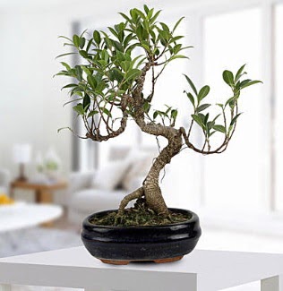 Gorgeous Ficus S shaped japon bonsai  Haymana Yenimahalle Ankara iek siparii 