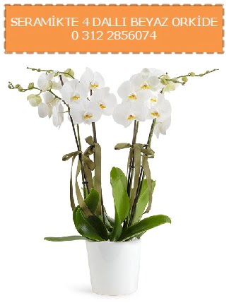Seramikte 4 dall beyaz orkide  Ankara Siteler iekiler 