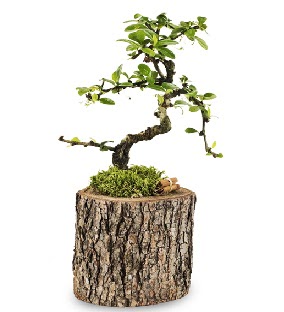 Doal ktkte S bonsai aac  Ankara Siteler Doantepe iek sat 