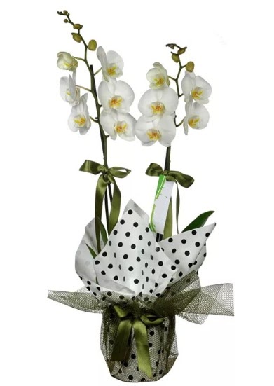 ift Dall Beyaz Orkide  Ankara Siteler Ulubey 14 ubat sevgililer gn iek 