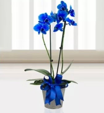 ift dall mavi orkide  Ankara Siteler Doantepe iek sat 