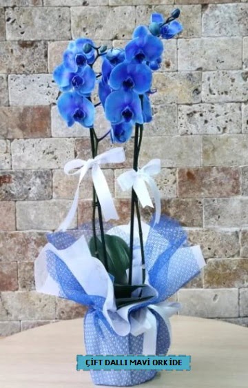 ift dall ithal mavi orkide  Ankara Siteler Aydnck iek yolla