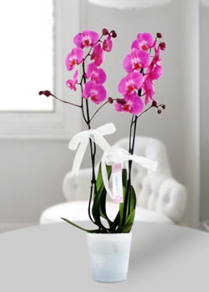 ift dall mor orkide  Ankara Siteler iekiler 
