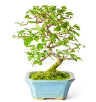 S zerkova bonsai ksa sreliine  Ankara Siteler Glpnar iekiler