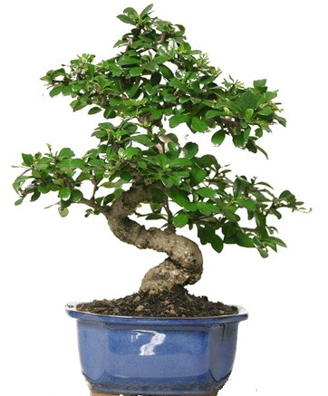 21 ile 25 cm aras zel S bonsai japon aac  Ankara Siteler amlk ieki telefonlar