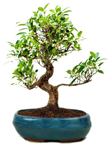 25 cm ile 30 cm aralnda Ficus S bonsai  Ankara Siteler Aliersoy iek gnder