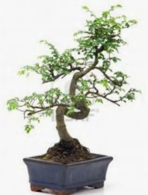 S gvde bonsai minyatr aa japon aac  Ankara Siteler Doantepe iek sat 