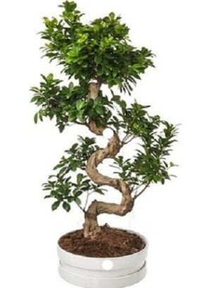90 cm ile 100 cm civar S peyzaj bonsai  Ankara Siteler Aliersoy iek gnder
