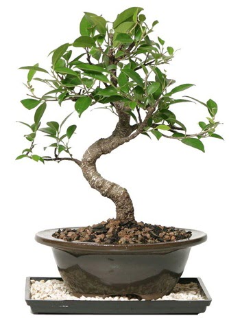 Altn kalite Ficus S bonsai  Ankara Siteler amlk ieki telefonlar Sper Kalite