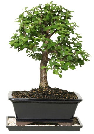 15 cm civar Zerkova bonsai bitkisi  Ankara Siteler Karaprek iek siparii sitesi 
