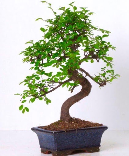S gvdeli bonsai minyatr aa japon aac  Ankara Siteler Aliersoy iek gnder