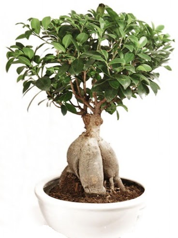 Ginseng bonsai japon aac ficus ginseng  Ankara Siteler Glpnar iekiler